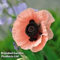 Poppy Oriental Collection 11 Poppy Oriental Collection -Plants Sales Store POPP MH 83483 E