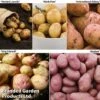 Potato Must Have Collection 2 Potato Must Have Collection -Plants Sales Store POTA KC2240