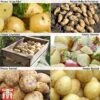 Potato 'Customer Favourites Collection' 1 Potato 'Customer Favourites Collection' -Plants Sales Store POTA ZWW5110 A