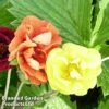 Potentilla Atrosanguinea 'Fireball' -Plants Sales Store POTE FIREBALLM1