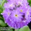 Primula Denticulata 'Lilac' -Plants Sales Store PRIM LILAC1