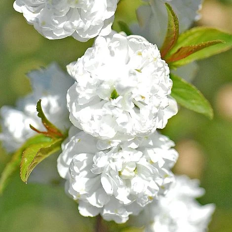 Prunus Glandulosa 'Alba Plena' 3 Prunus Glandulosa 'Alba Plena'