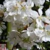 Prunus 'Snow Showers' -Plants Sales Store PRUN TKA0863 A