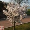 Prunus 'The Bride' 1 Prunus 'The Bride' -Plants Sales Store PRUN TKA1805 A