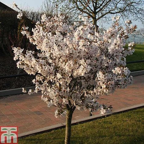Prunus 'The Bride'