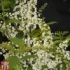 Prunus Padus 'Le Thoureil' -Plants Sales Store PRUN TKA2119 A
