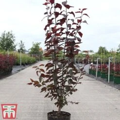 Prunus Cerasifera 'Nigra' 9 Prunus Cerasifera 'Nigra' -Plants Sales Store PRUN TKA3384 A