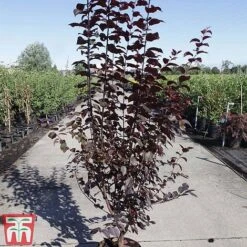 Prunus Cerasifera 'Nigra' 10 Prunus Cerasifera 'Nigra' -Plants Sales Store PRUN TKA3384 B