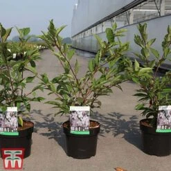 Prunus Nipponica Var. Kurilensis 'Ruby' -Plants Sales Store PRUN TKA3396 A