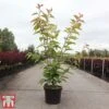 Prunus 'Kanzan' -Plants Sales Store PRUN TKA3402 A