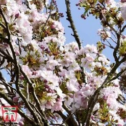 Prunus 'Amanogawa' -Plants Sales Store PRUN t45446 B1