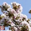 Prunus 'Amanogawa' -Plants Sales Store PRUN t45446 D1
