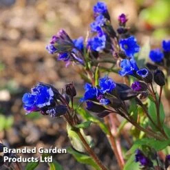 Pulmonaria 'Blue Ensign' 7 Pulmonaria 'Blue Ensign' -Plants Sales Store PULM T62252 C