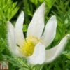 Pulsatilla Vulgaris 'Alba' -Plants Sales Store PULS T82121 A1