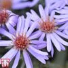 Aster Novi-belgii 'Professor Anton Kippenberg' -Plants Sales Store Prof
