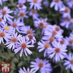 Aster Novi-belgii 'Professor Anton Kippenberg' -Plants Sales Store Prof3