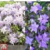 Rhododendron Duo -Plants Sales Store RHOD KB0267 A