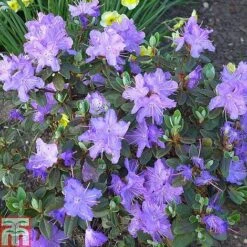 Rhododendron Duo -Plants Sales Store RHOD KB0267 C
