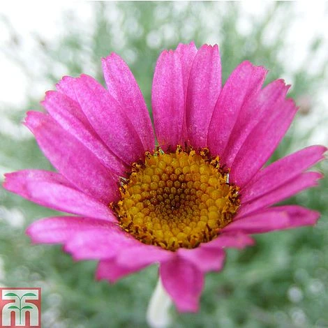 Rhodanthemum 'Marrakech' 3 Rhodanthemum 'Marrakech'