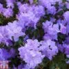Rhododendron 'Blue Diamond' -Plants Sales Store RHOD TKA1386 A