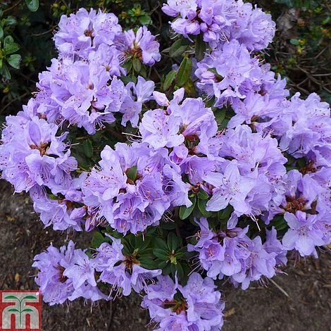 Rhododendron 'Blue Tit' 3 Rhododendron 'Blue Tit'