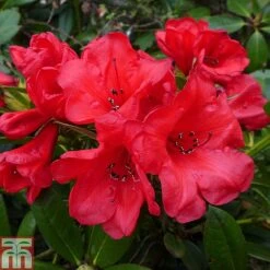 Rhododendron 'Elizabeth'