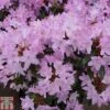 Rhododendron 'Pintail' -Plants Sales Store RHOD TKA1426 A