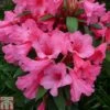 Rhododendron 'Winsome' -Plants Sales Store RHOD TKA1458 A