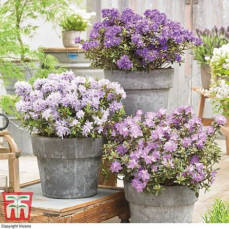 Rhododendron 'Summer Blues Collection' 3 Rhododendron 'Summer Blues Collection'