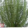 Rosemary 'Miss Jessop's Upright' -Plants Sales Store ROS TKA0951 A