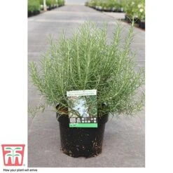 Rosemary 'Miss Jessop's Upright' -Plants Sales Store ROS TKA0951 C