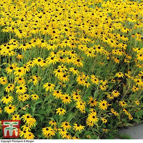 Rudbeckia Fulgida Var Sullivantii 'Goldsturm' 3 Rudbeckia Fulgida Var Sullivantii 'Goldsturm'