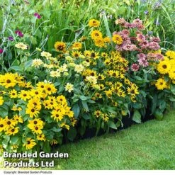 Plants Sales Store -Plants Sales Store RUDB MIXED T41530