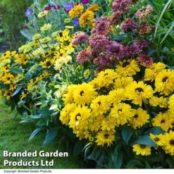 Rudbeckia Summerdaisy Collection -Plants Sales Store RUDB MIXED T41533