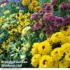 Rudbeckia Summerdaisy Collection -Plants Sales Store RUDB MIXED T41534