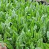 Rumex Sanguineus (Marginal Aquatic) -Plants Sales Store RUME T78425 A h