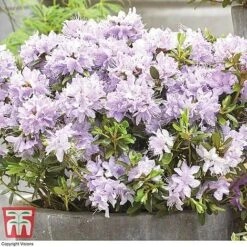Rhododendron 'Summer Blues Collection' 8 Rhododendron 'Summer Blues Collection' -Plants Sales Store Rhododendron Summer Blues Gristede
