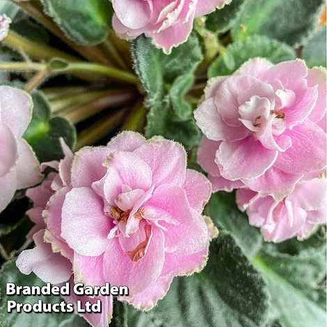 Saintpaulia 'Ek-Vrata Raia' 3 Saintpaulia 'Ek-Vrata Raia'