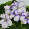 Saintpaulia 'Favorite Child' -Plants Sales Store SAIN FAVCHILD S38803