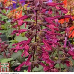 Salvia 'Love And Wishes'