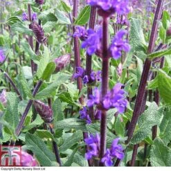 Salvia Nemorosa 'Caradonna' -Plants Sales Store SALV T80327 B