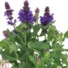 Salvia Nemorosa 'Blue Marvel' 2 Salvia Nemorosa 'Blue Marvel' -Plants Sales Store SALV TKA0705 A