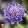 Scabiosa 'Blue' -Plants Sales Store SCAB 57876 A