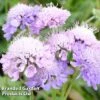 Scabiosa Columbaria 'Misty Butterflies' 2 Scabiosa Columbaria 'Misty Butterflies' -Plants Sales Store SCAB KC9138 A