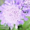 Scabiosa Columbaria 'Pincushion Blue' -Plants Sales Store SCAB KC9139 A