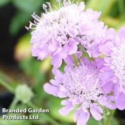 Scabiosa Columbaria 'Pincushion Pink' -Plants Sales Store SCAB KC9140 B