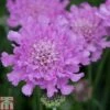 Scabious 'Flutterby Pink' -Plants Sales Store SCAB TKA0953 A