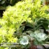 Sedum Spathulifolium 'Purpureum' -Plants Sales Store SEDU KA4286 A