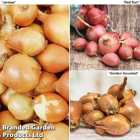 Shallot Triple Pack (Spring Planting) 3 Shallot Triple Pack (Spring Planting)