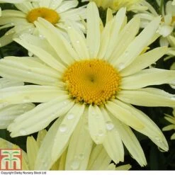 Shasta Daisy 'Banana Cream'